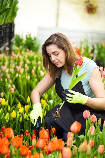 Glimlachende vrouwentuinmanbloemist die een boeket bloemen houdt die zich in een serre bevinden waar de tulpen cultiveren