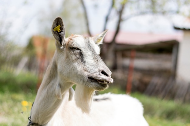 Glimlachende witte geit