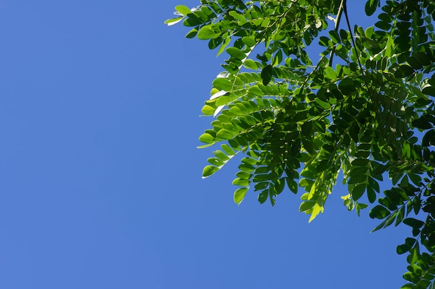 Gliricidia sepium leaves and blue sky background