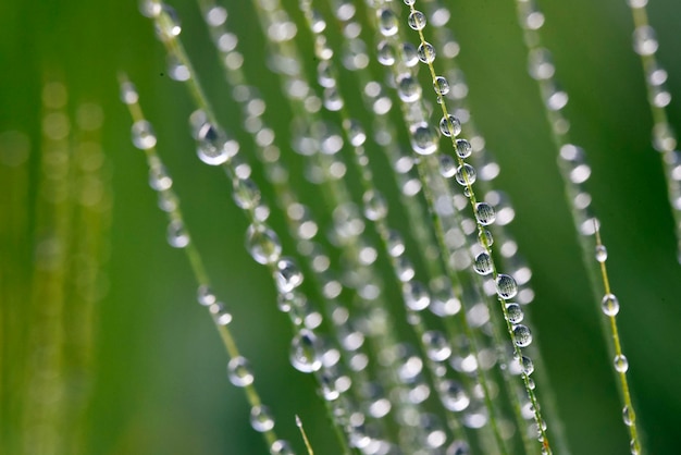 Glitter droplet on grass leaf with green blur background