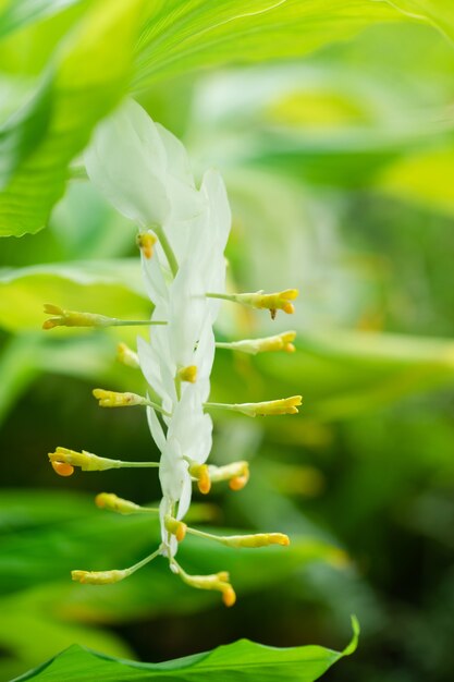 Photo globba or white dragon flower