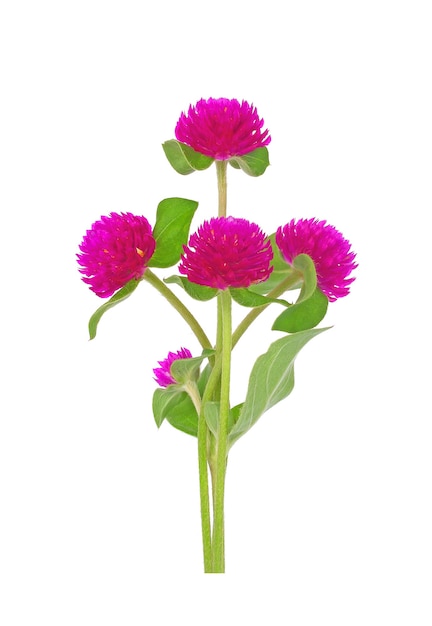 Photo globe amaranth beauty flower isolate on white