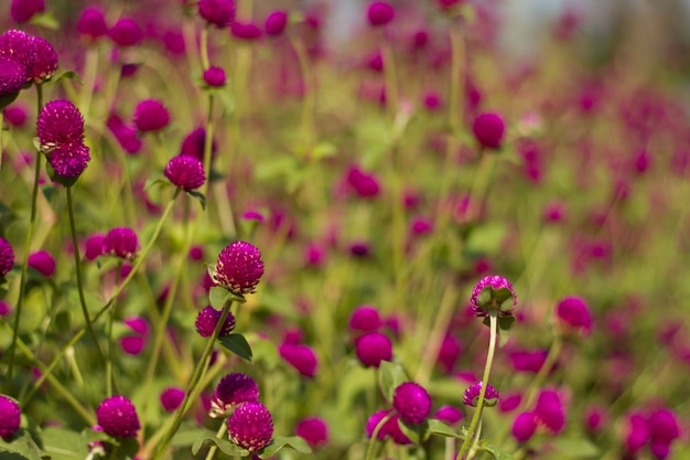 globe amaranth Flower.