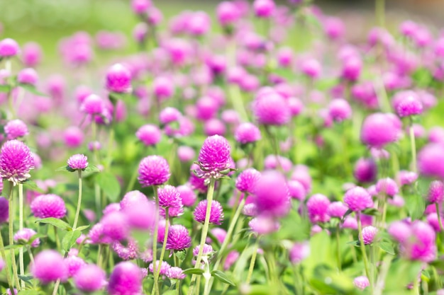 Photo globe amaranth flower