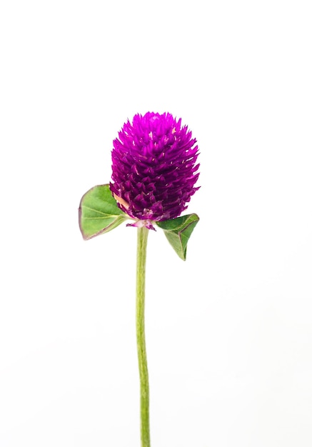 Globe Amaranth isolated on white background