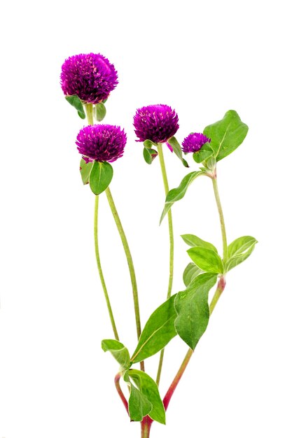 Globe Amaranth isolated on white background