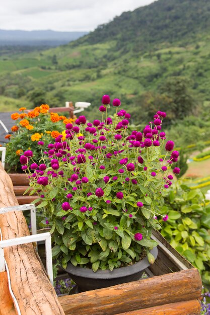 Photo globe amaranth