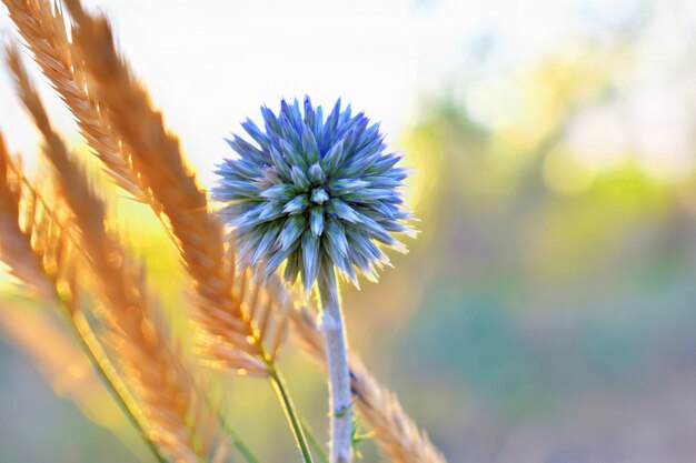 Globe Thistle Echinops sphaerocephalus blauwe puntige kop van een blauwe bloem in het veld bij zonsondergang in de zon.