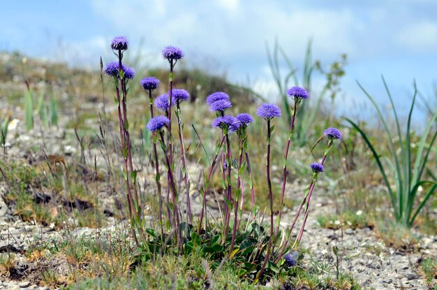 Globularia vulgaris planten in bloei