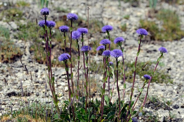 グロブラリア・ヴュルガリスの花