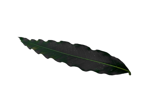 Photo glodokan tiang leaf or polyalthia longifolia on white background