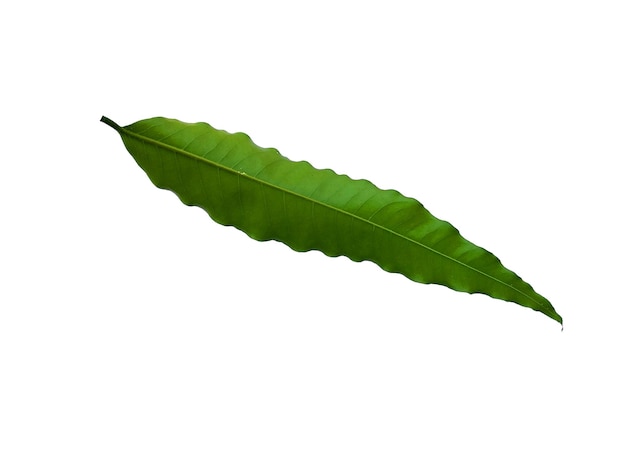 Лист Glodokan tiang или Polyalthia longifolia на белом фоне
