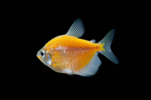 glofish или неоновая рыба на черном фоне