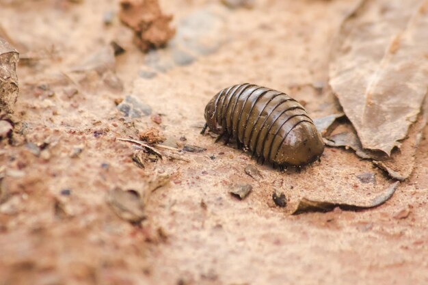 Glomerida pill millipede on the ground