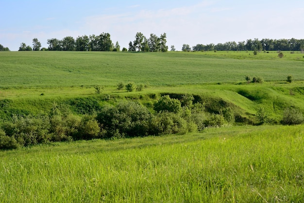 glooiend landschap met met gras begroeide heuvels en bomen aan de horizon kopiëren ruimte