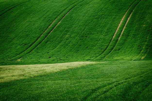 Glooiende heuvels met velden die geschikt zijn voor achtergronden of wallpapers, natuurlijk seizoenslandschap. Zuid-Moravië, Tsjechië