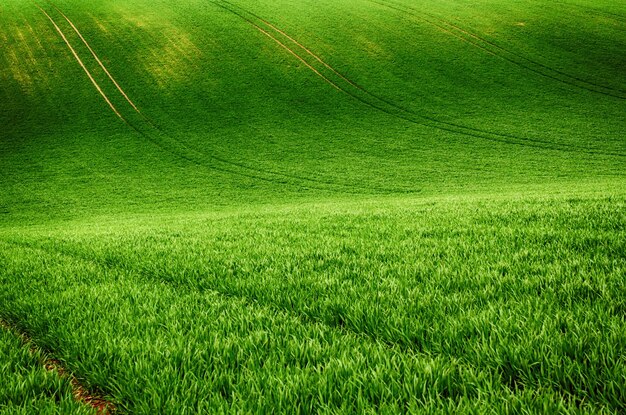 Glooiende zonnige heuvels met velden geschikt voor achtergronden of wallpapers natuurlijk seizoenslandschap Zuid-Moravië Tsjechië