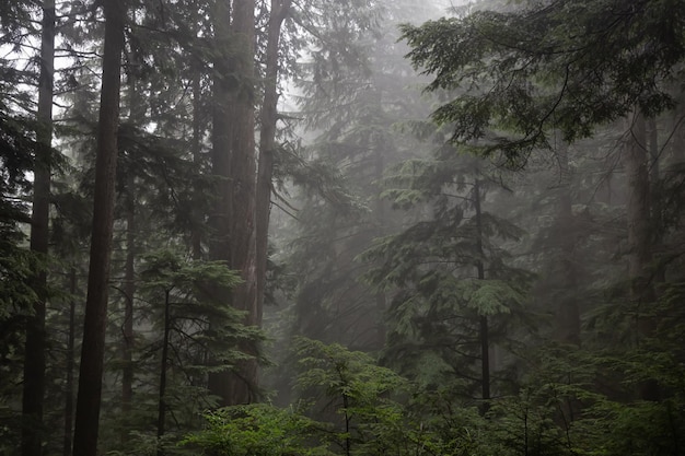 Gloomy dark forest during a foggy day