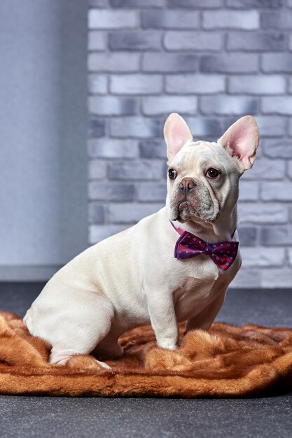 Gloomy French Bulldog with red bow tie