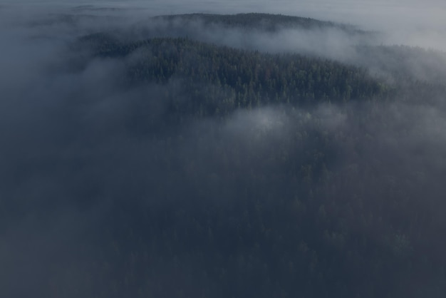 写真 月光の下の暗い霧の森