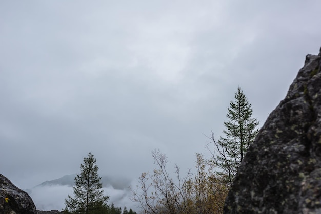 Мрачный вид между камнями на зеленые хвойные и желтые лиственные деревья на фоне горного хребта в плотном тумане Осенний смешанный лес и черные скалы в густых низких облаках Исчезновение осенних цветов
