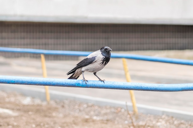 gloomy wild crow sits on the old fence near the house