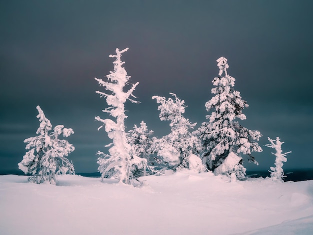 夜の暗い冬の森劇的な暗い空を背景に山の斜面にある奇妙な木の雪に覆われたシルエット厳しい冬の自然