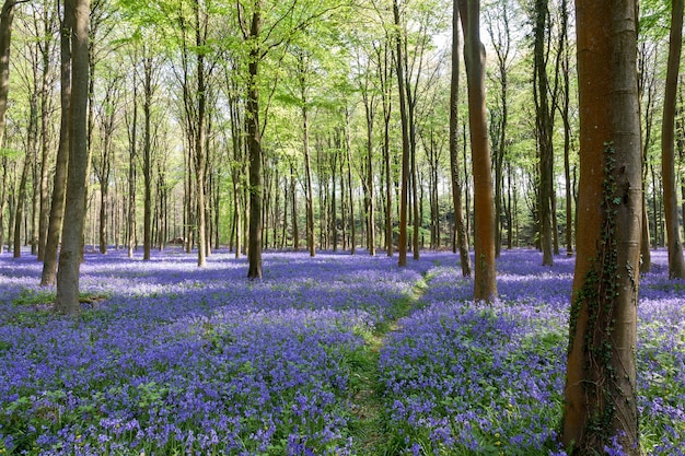 Glorierijke lentedag in wepham woods