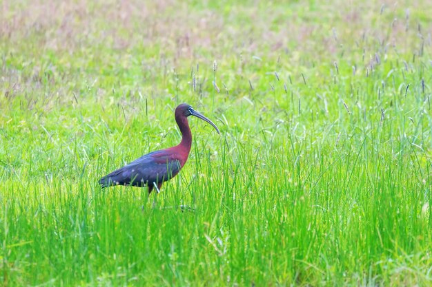 Glossy ibis feeding in marshy grassland