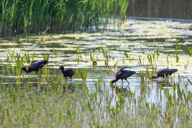 Glossy ibis feeding in marshy grassland