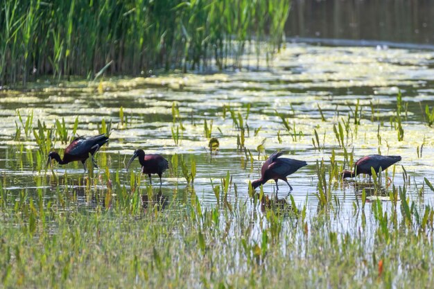 湿地の草原で餌を食べる光沢のあるトキ