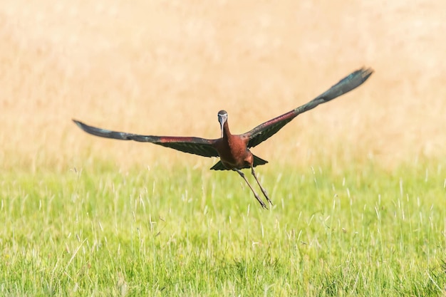 Глянцевый ибис в полете (Plegadis falcinellus)