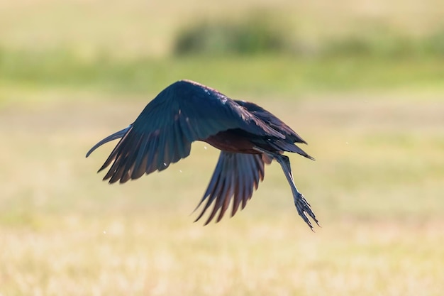 Glossy Ibis in Flight (Pegadis falcinellus)