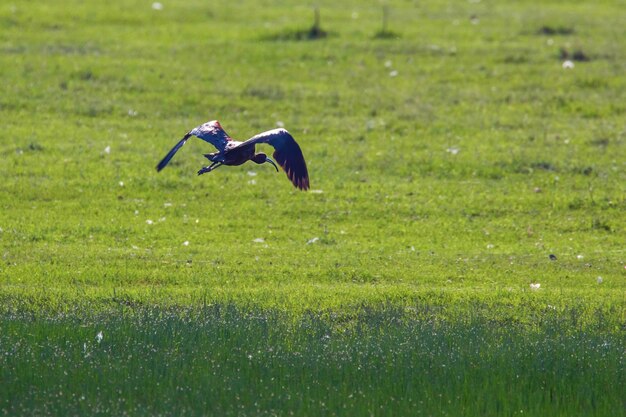 Glossy ibis in flight (plegadis falcinellus)