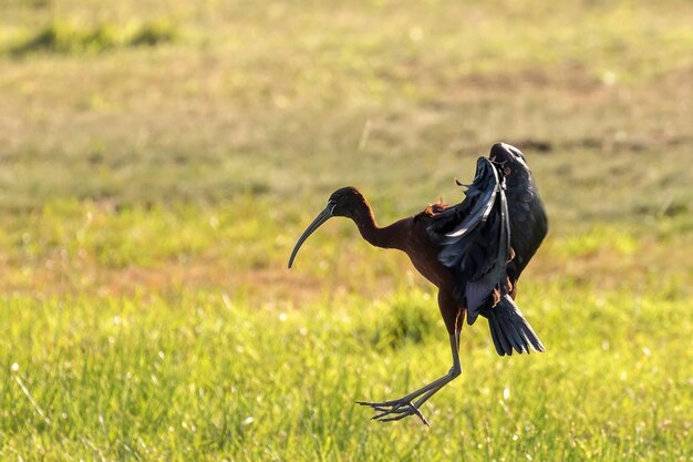 写真 飛行中の光沢のあるトキ plegadis falcinellus