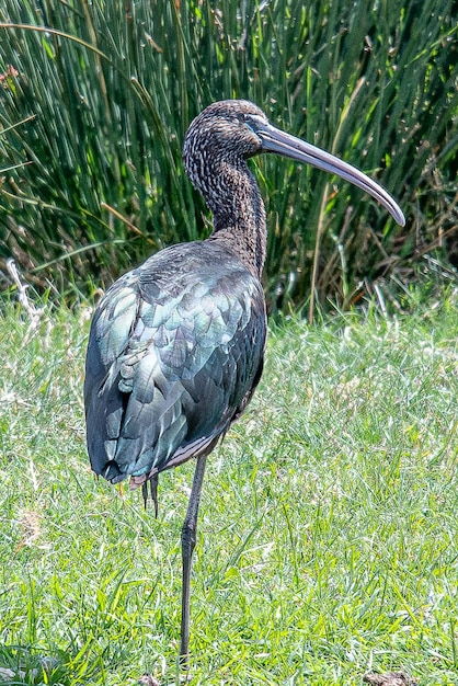 광택이 나는 ibis Plegadis falcinellus는 물새 Pelecaniformes이며 ibis 및 저어새 가족 Threskiornithidae는 aiguamolls emporda 지중해 지로나 스페인에서 흔히 볼 수 있습니다.