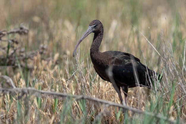 Glossy ibis Plegadis falcinellus Malaga Spain