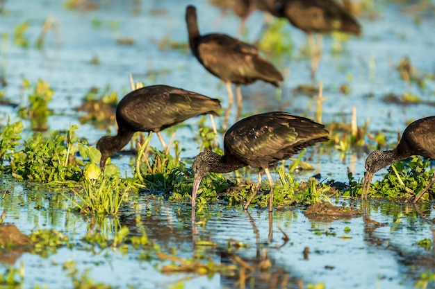 Glossy ibis (plegadis falcinellus) in a rice field in Albufera of Valencia natural park, Valencia, Spain.