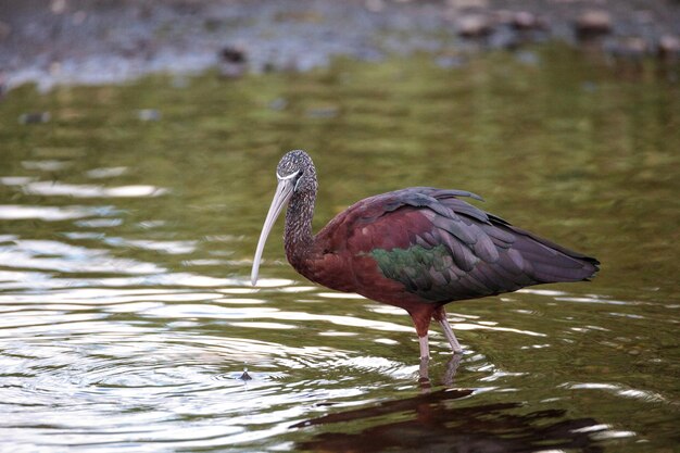 Photo glossy ibis plegadis falcinellus wades through a marsh and forages for food in the myakka river