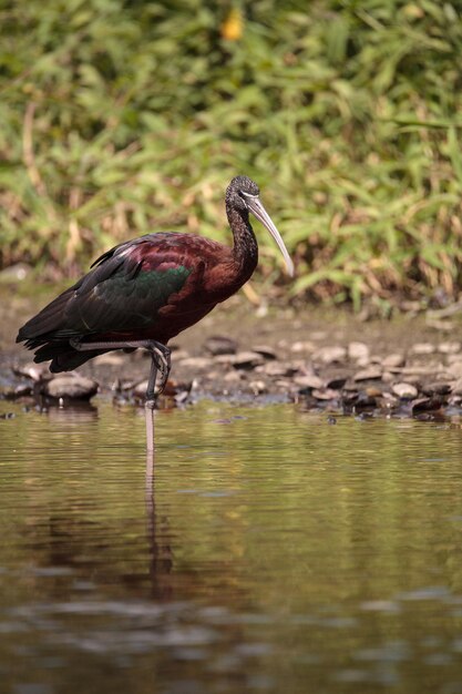 Photo glossy ibis plegadis falcinellus wades through a marsh and forages for food in the myakka river