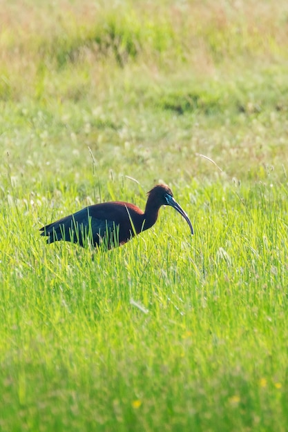 자연 서식지의 광택 있는 따오기(Pegadis falcinellus) 섭금류