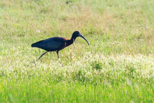 Ibis lucido (plegadis falcinellus) trampoliere in habitat naturale