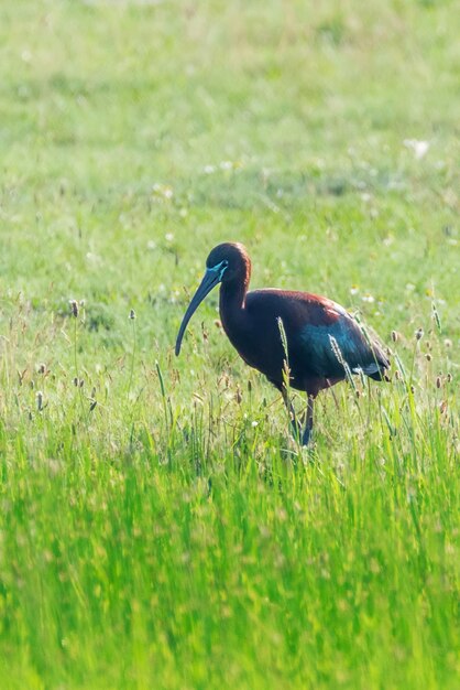 Glossy ibis plegadis falcinellus wading bird in natural habitat