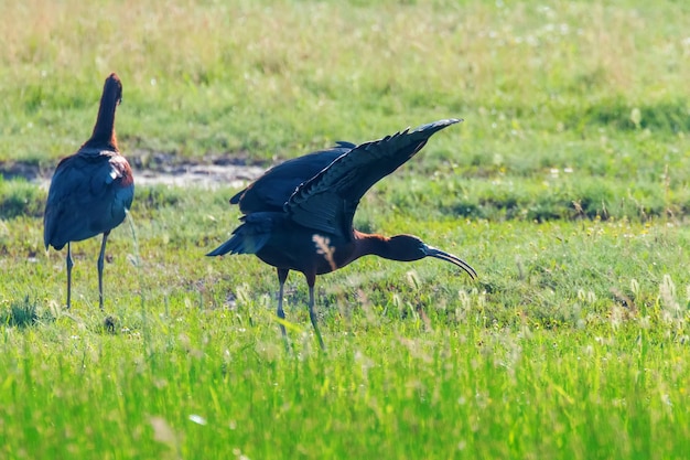 Photo glossy ibis (plegadis falcinellus) wading bird in natural habitat