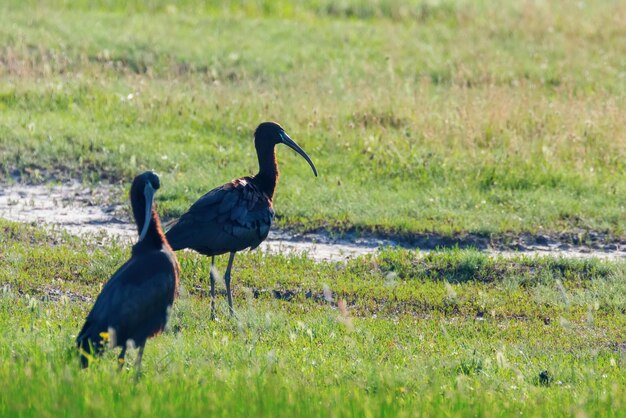 Glossy Ibis (Plegadis falcinellus) Wading Bird in Natural Habitat