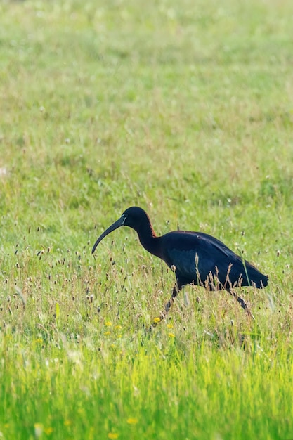 Glossy Ibis (Plegadis falcinellus) Wading Bird in Natural Habitat