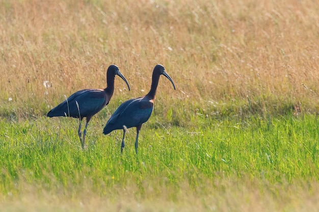 Glossy Ibis (Plegadis falcinellus) Wading Bird in Natural Habitat