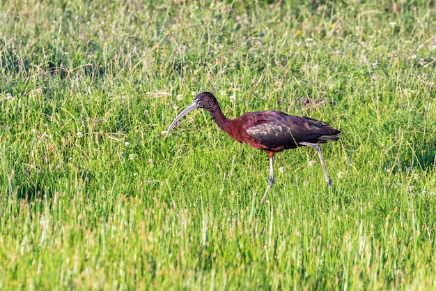 Glossy Ibis (Plegadis falcinellus) Wading Bird