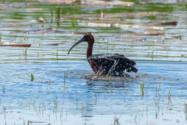 ブロンズトキ（Plegadis falcinellus）渉禽類