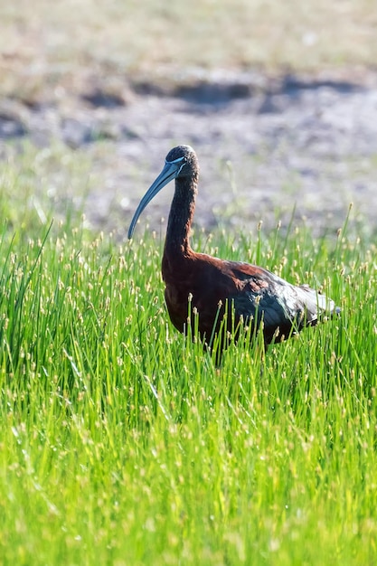 Glossy Ibis (Plegadis falcinellus) Wading Bird